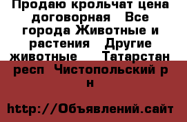 Продаю крольчат цена договорная - Все города Животные и растения » Другие животные   . Татарстан респ.,Чистопольский р-н
